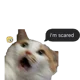 Scared Kitty