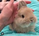 Bun bun
