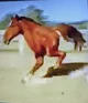 Horse scream mp4