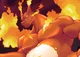 Hell the D-Charizard
