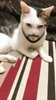 Kotik