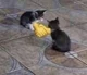 Agreeing kittens