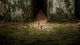 The Maze Runner