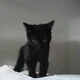 Black Kittie