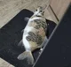 this fish cat rpg jd