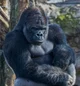 Gorila domestic-Hugo