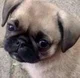 Pug bebe hembra