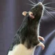 Anxious Rat