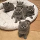 Nameless cats