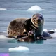 Seal life