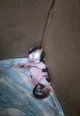 newborn kitten