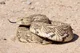 Puffadder