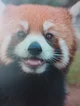Red panda 