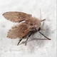 Moth fly
