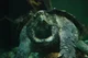 Snapping Turtle