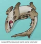 Leopard shark puppy