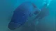 Blue groper
