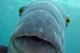 Blue groper
