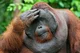 Orangután 2
