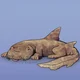 Wobbegong puppy