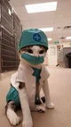 Doctor cat