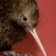 Baby Kiwi