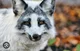 Marble Fox