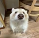 baby albino raccoon 