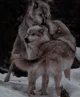 Wolf Family