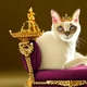 King Kitty Sam