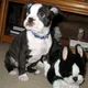 Boston Terrier Puppy