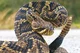 Rattle snake
