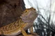 Bearded Dragon