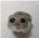 Hamster