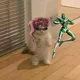 Cat Kakyoin