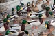 methhead duck army