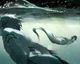 Twin Eels - TWST AU