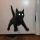 Flying Black Cat