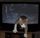 TV Cat