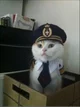 CAPTAIN CAT
