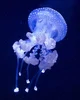 Jellyfish princess 