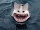 Shark Cat