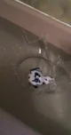 Beanie boo in Water 