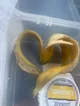 Banana heart