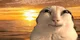 Sunset cat