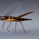 Mosquito Hawk