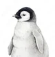 Emperor-Penguin