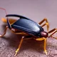 Cockroach