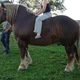 Brown Draft Horse