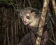 Aye-Aye Lemur